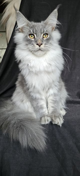 Мальчик по имени Босс мейн кун