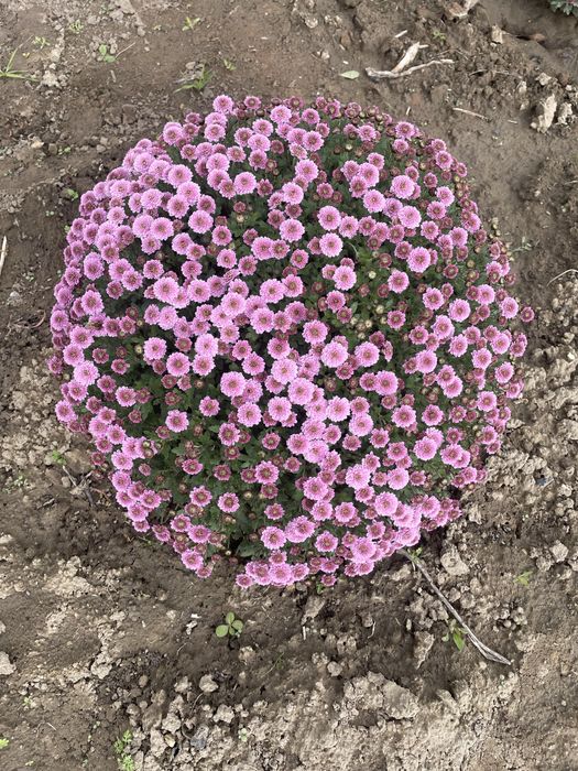 Хризонтема мультифлора