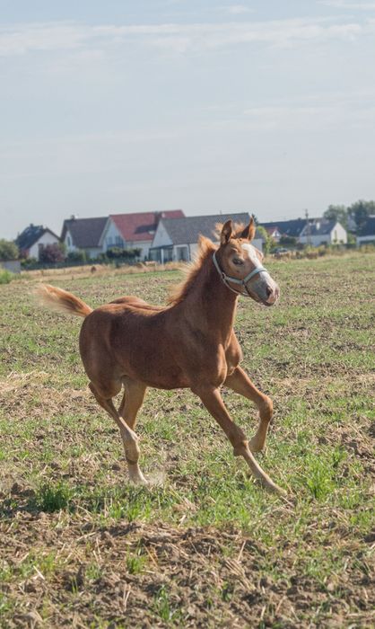 Ogierek na sprzedaż
