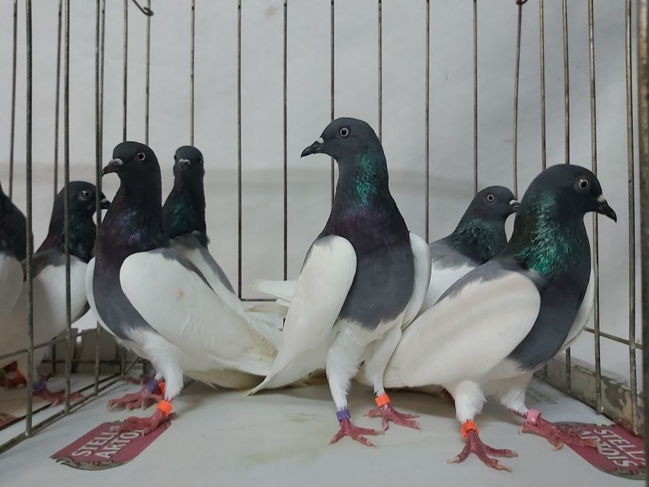 Gołębie Ciemne Murzyny