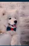 Samoyed ZKwP FCI Szczeniak Samojed - Gotowy do odbioru !