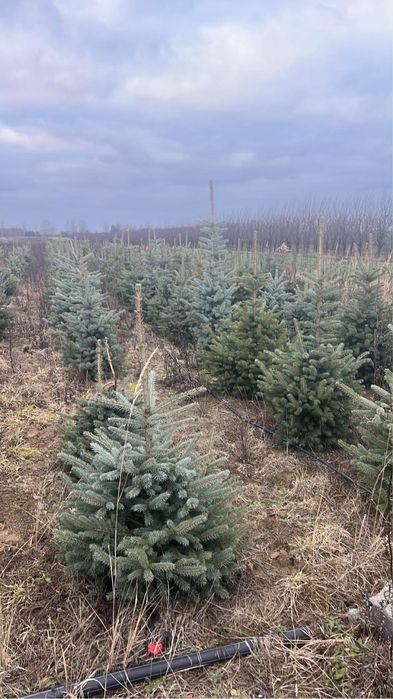 Choinki świąteczne od 1 m do 1.40