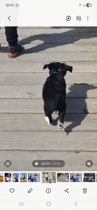 Border collir cão de raça