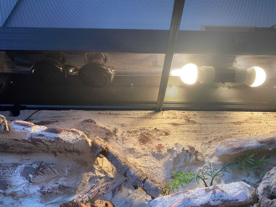 Terrarium dla gekona Repti Zoo z wyposażeniem