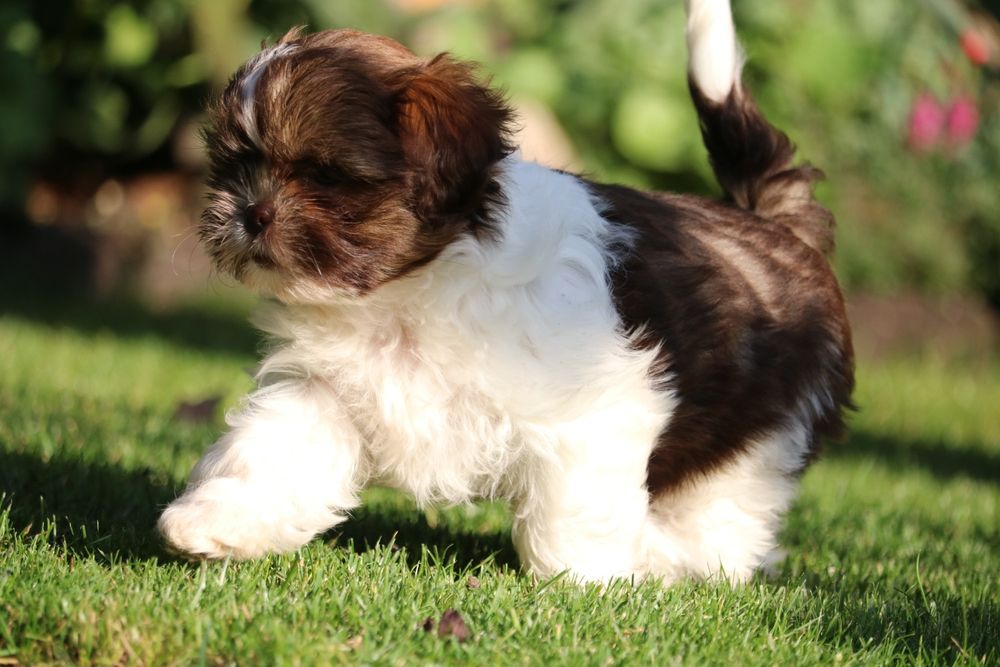 Przepiękna suczka, tricolor czekoladowy.shih tzu