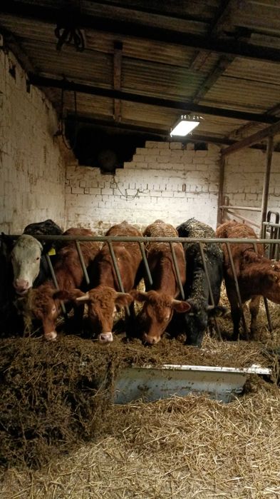 Sprzedam jałówki LM i MM. OKAZJA!