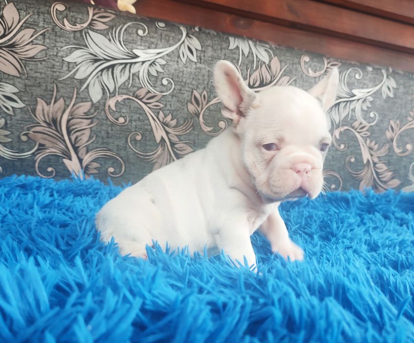 Шикарные девочки франузский бульдог