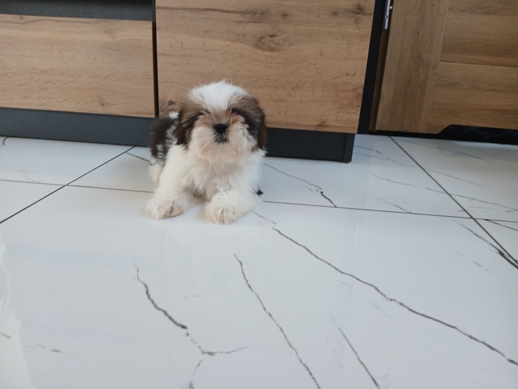 Sunia Shih-tzu z Rodowodem