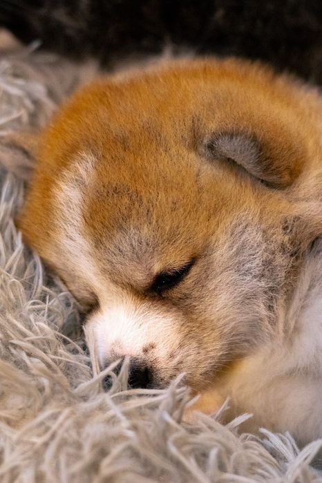 Akita, Akita Inu ZKwP FCI