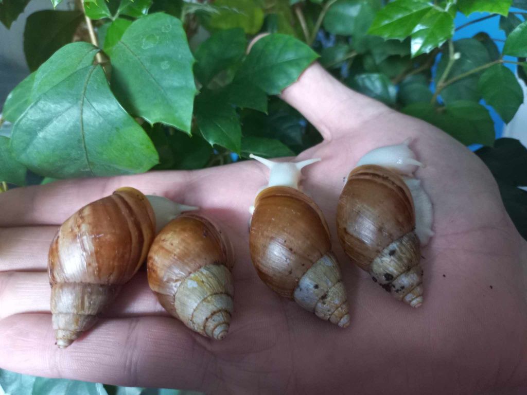 Ślimak Afrykanski Lissachatina fulica albino