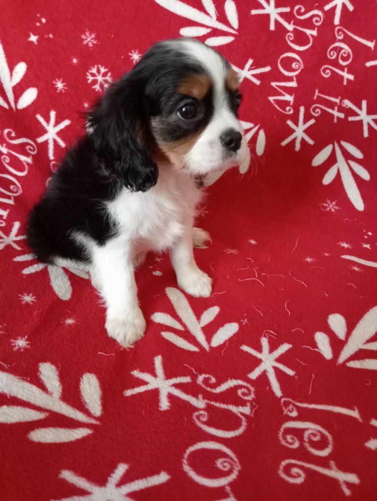 Sunia cavalier King Charles spaniel tricolor