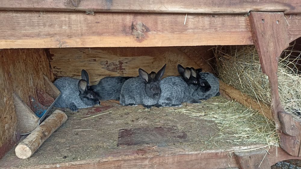 Кролики полтавське срібло
