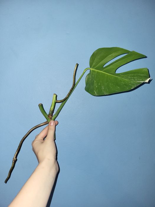Monstera Variegata