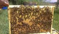 Продам бджіл, бджолосімї , бджолопакети, пчелопакети, пасека, пчели
