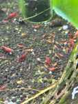 Camarões Neocaridina Red Cherry