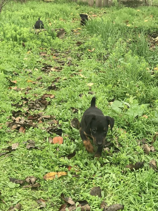 Продам щенков ягдтерьера