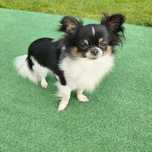 Reproduktor chihuahua