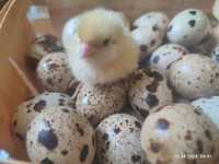 Яйця для інкубації перепелів