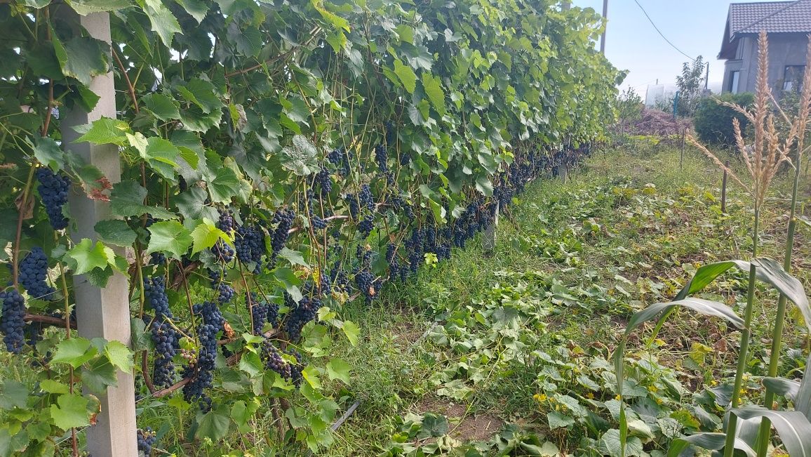 Саджанці винограду для вина Маркетт (Marquette)