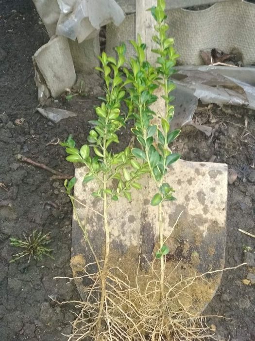 Самшит з гарним кореневищем