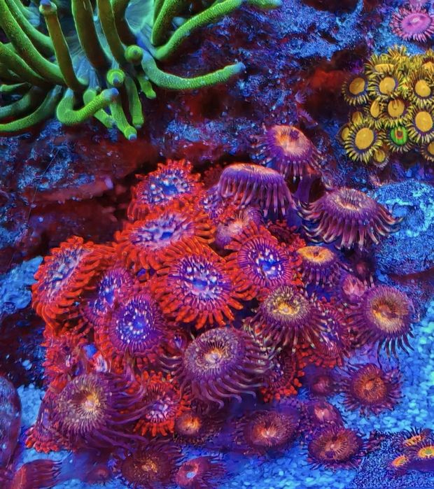 Zoa różne od 20 zł za całą kolonie