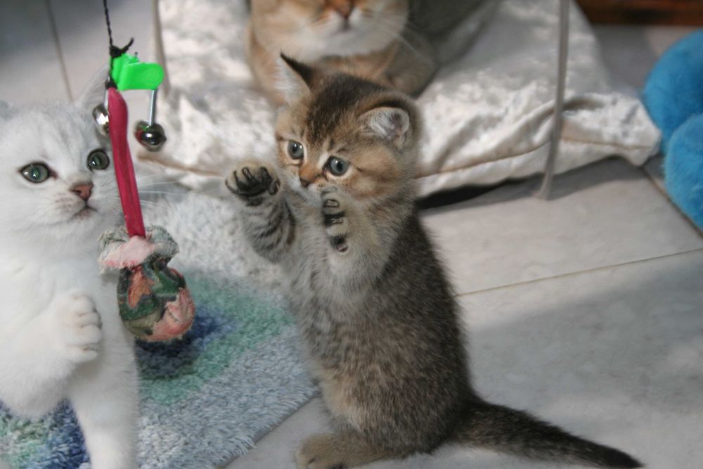 Активний хлопчик золотої шиншилли