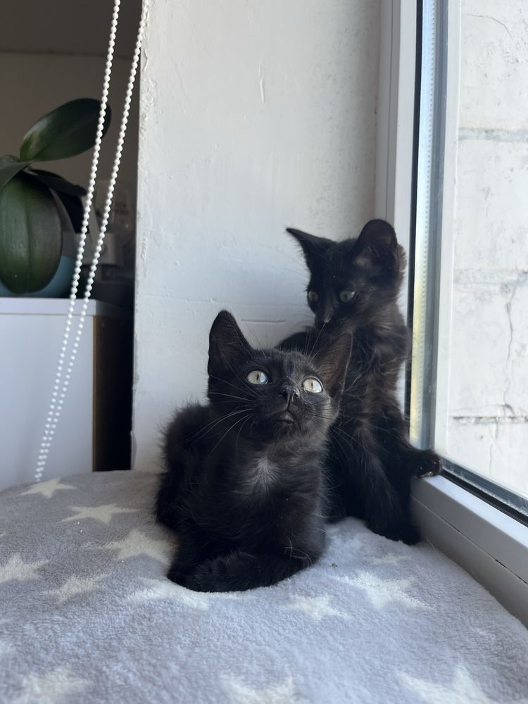 Котенята, котята, котики, котёнок, кіт, кот, котеня хлопчик з притулку