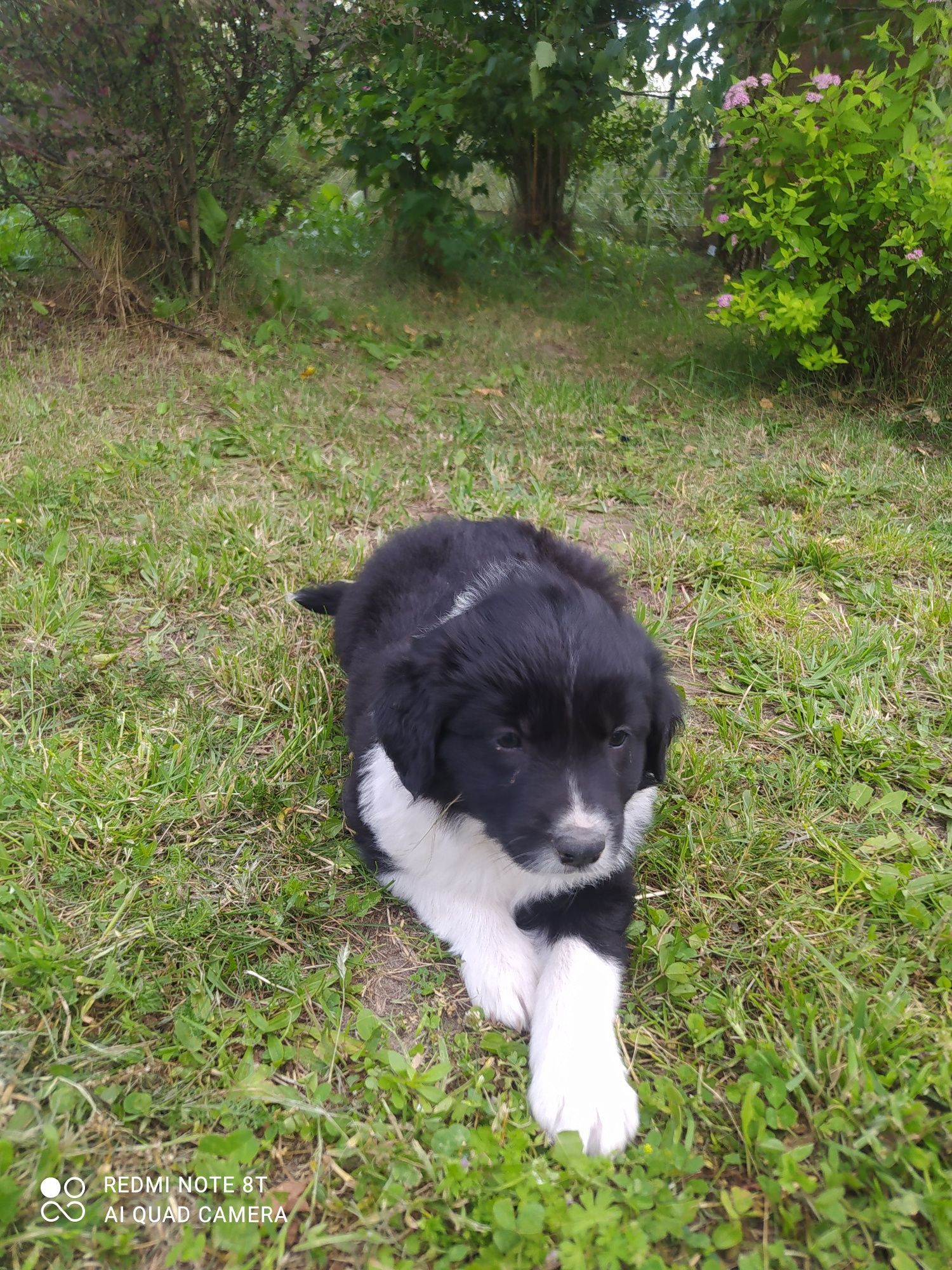 Border Collie - Czarno-biała