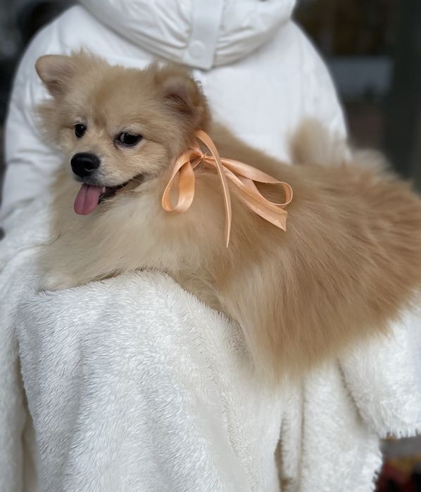 Померанські шпіци  краса, ніжність і любов в одному