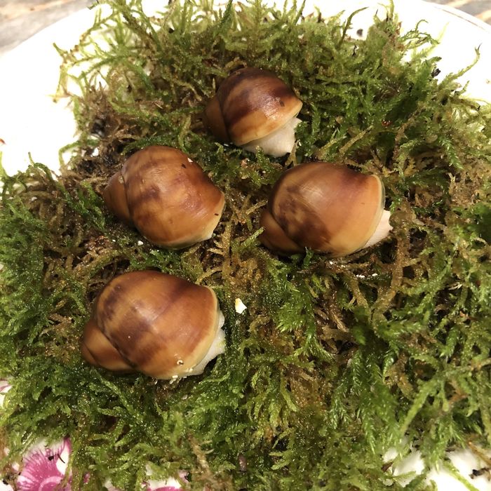 Архахатина Venrticosa leucistic