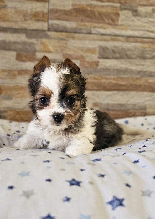 Yorkshire Terrier Blueberry śliczny piesek york
