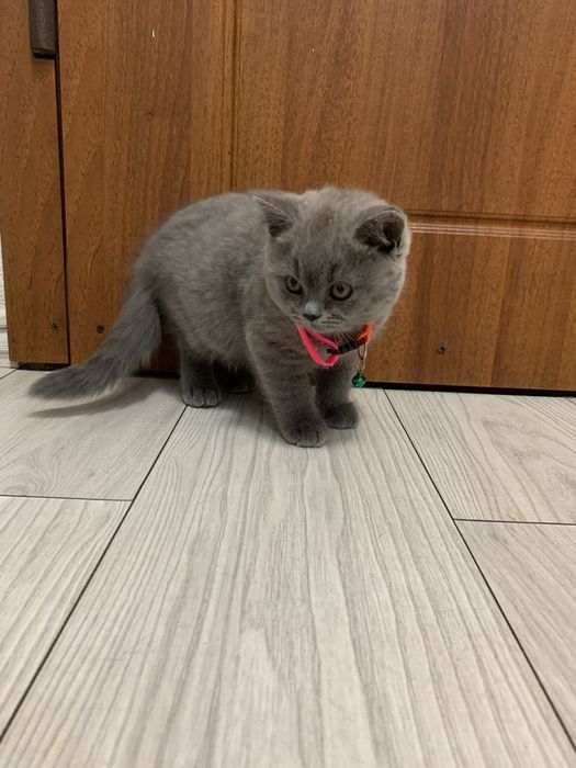 Кошечка шотландская прямоухая