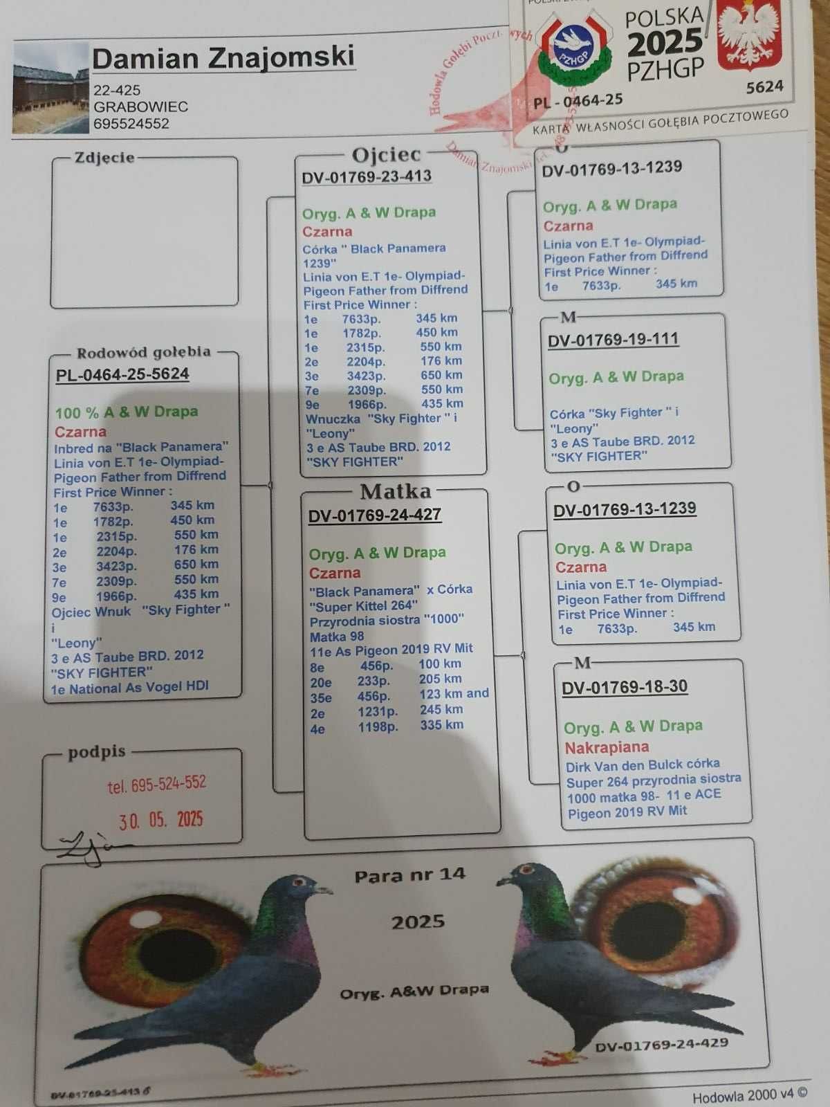 Młode po Oryg. A&W Drapa L. Blacky 1239  Inbred Greipel gołąb pocztowy