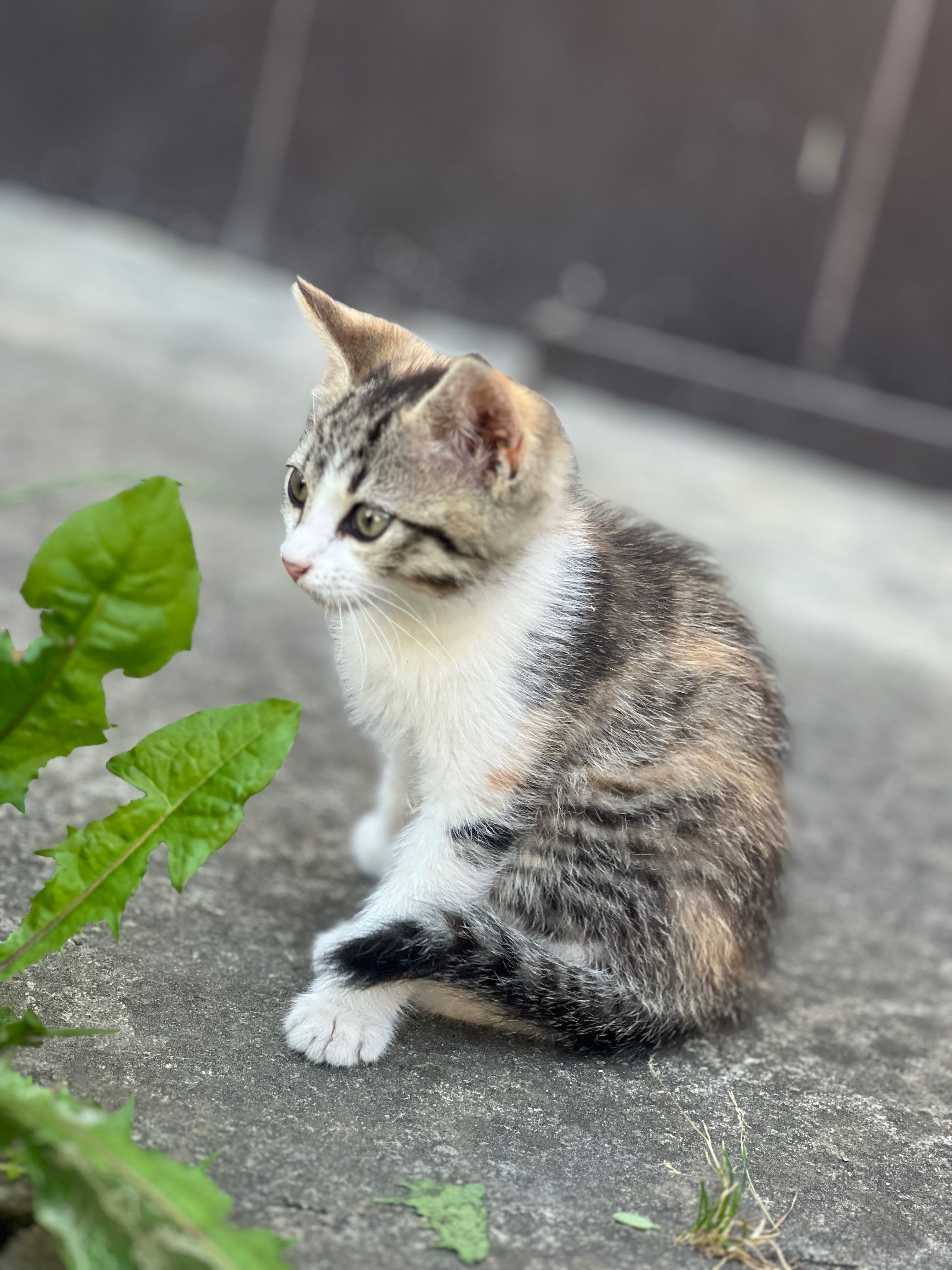 Котик дівчинка 2.5 місяців