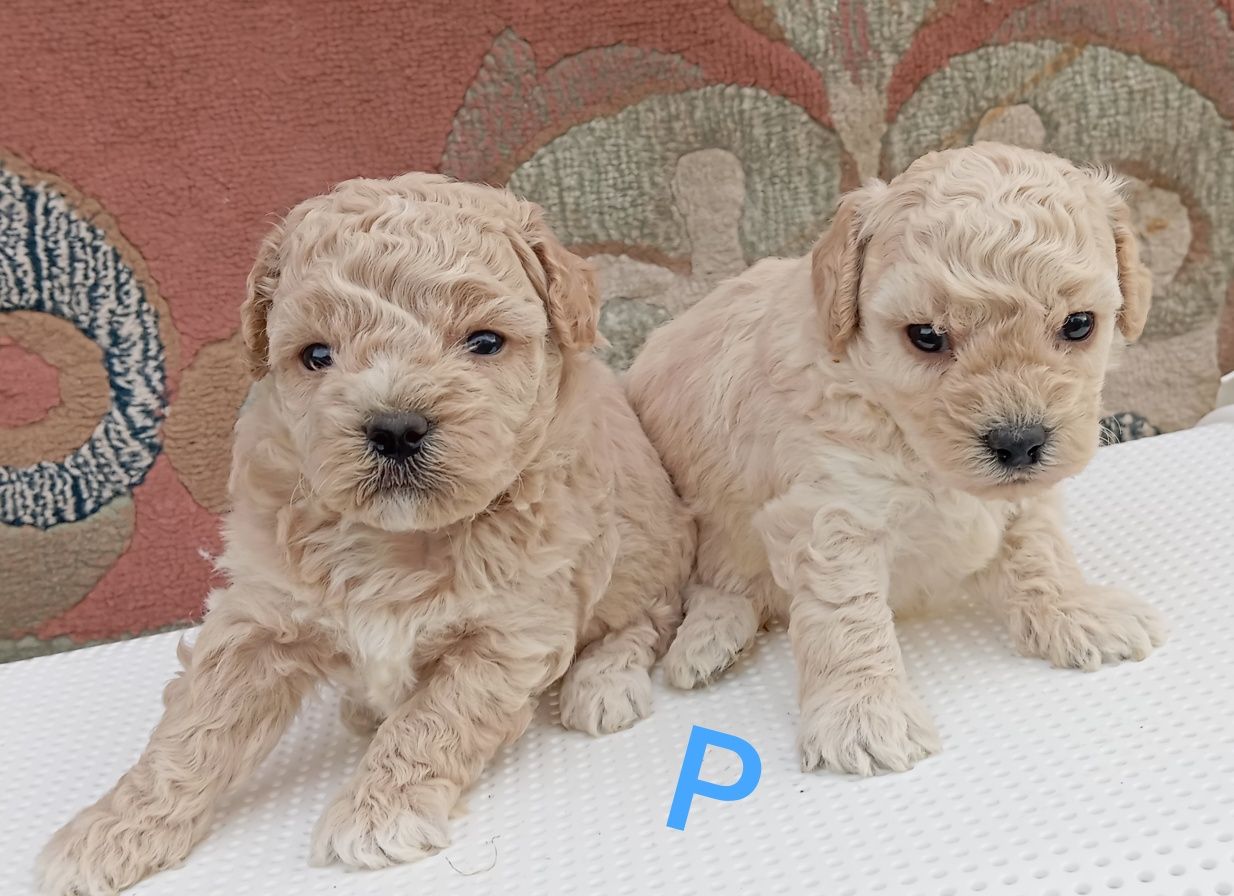 Maltipoo F1 do rezerwacji