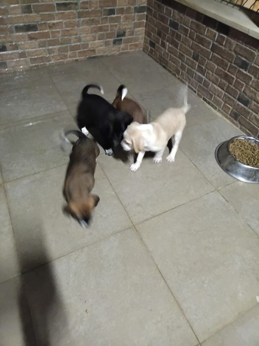 Adocao de caes bebes