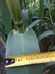 arundo, miskant, zebrinus, gracillimus rozplenica