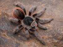 Samica acanthoscurria sternalis rzadki okaz ptasznika