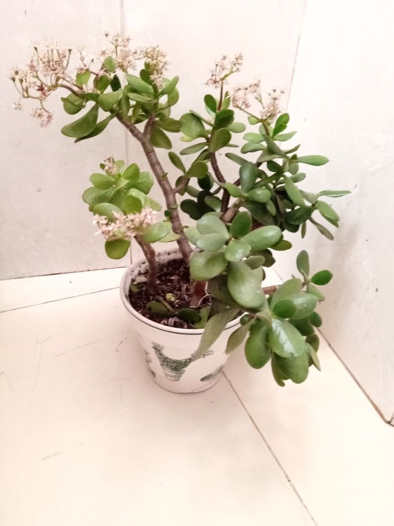 Planta natural árvore de Jade