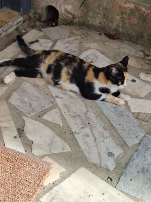 Adoção responsável duas gatinhas mãe e filha