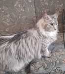 Kotka Maine coon-możliwa opcja do hodowli