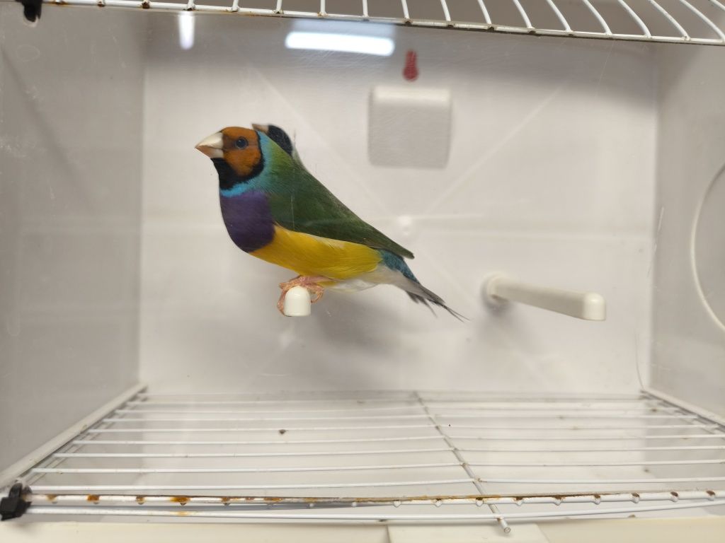 Casais de diamantes de gould