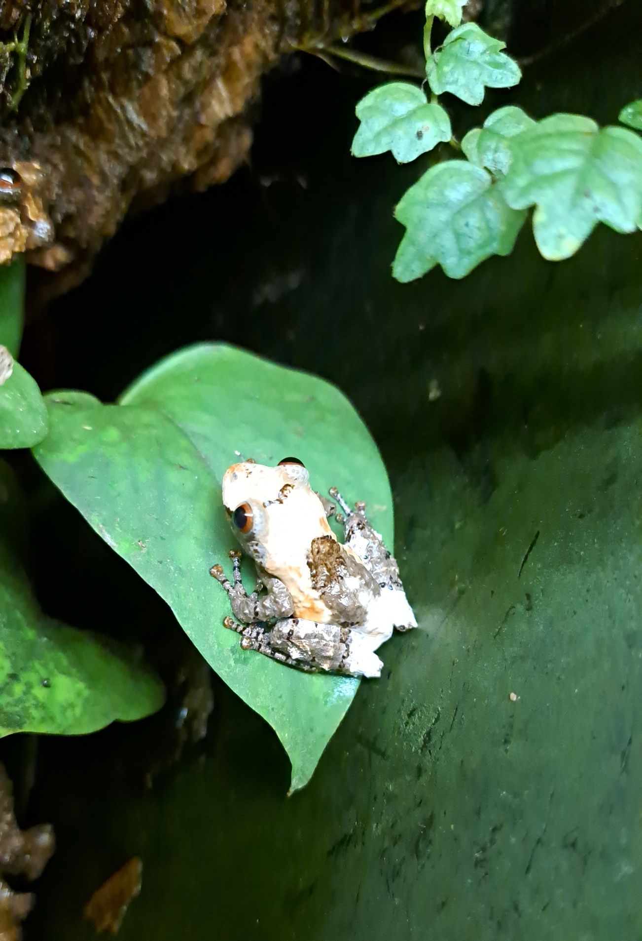 Theloderma asperum /żaby do akwaterrarium / płazy egzotyczne