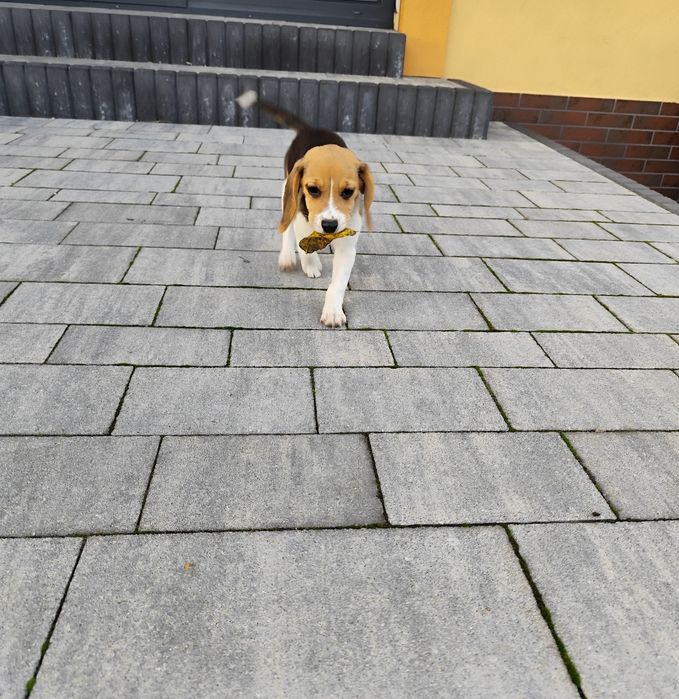 Suczka Beagle tricolor metryka czip wyprawka
