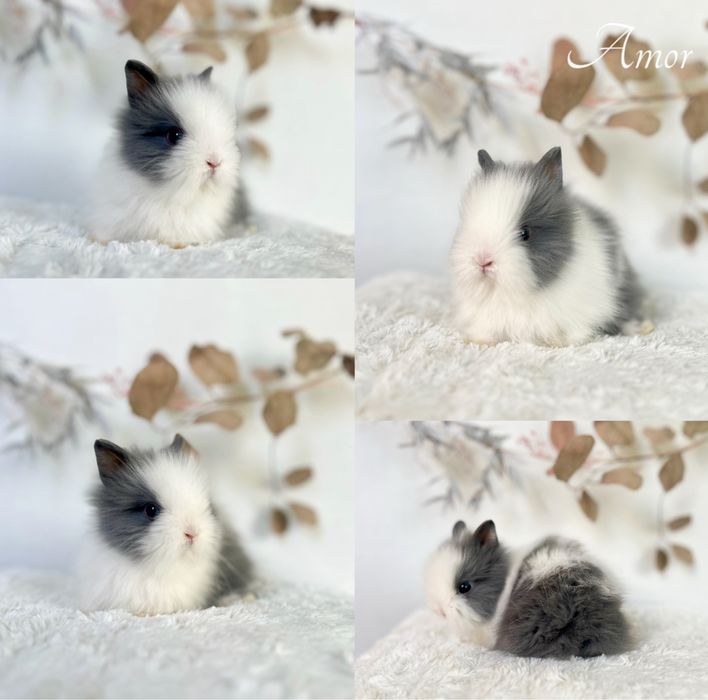 Króliczek Króliczki mini lop oraz Karzełki Teddy