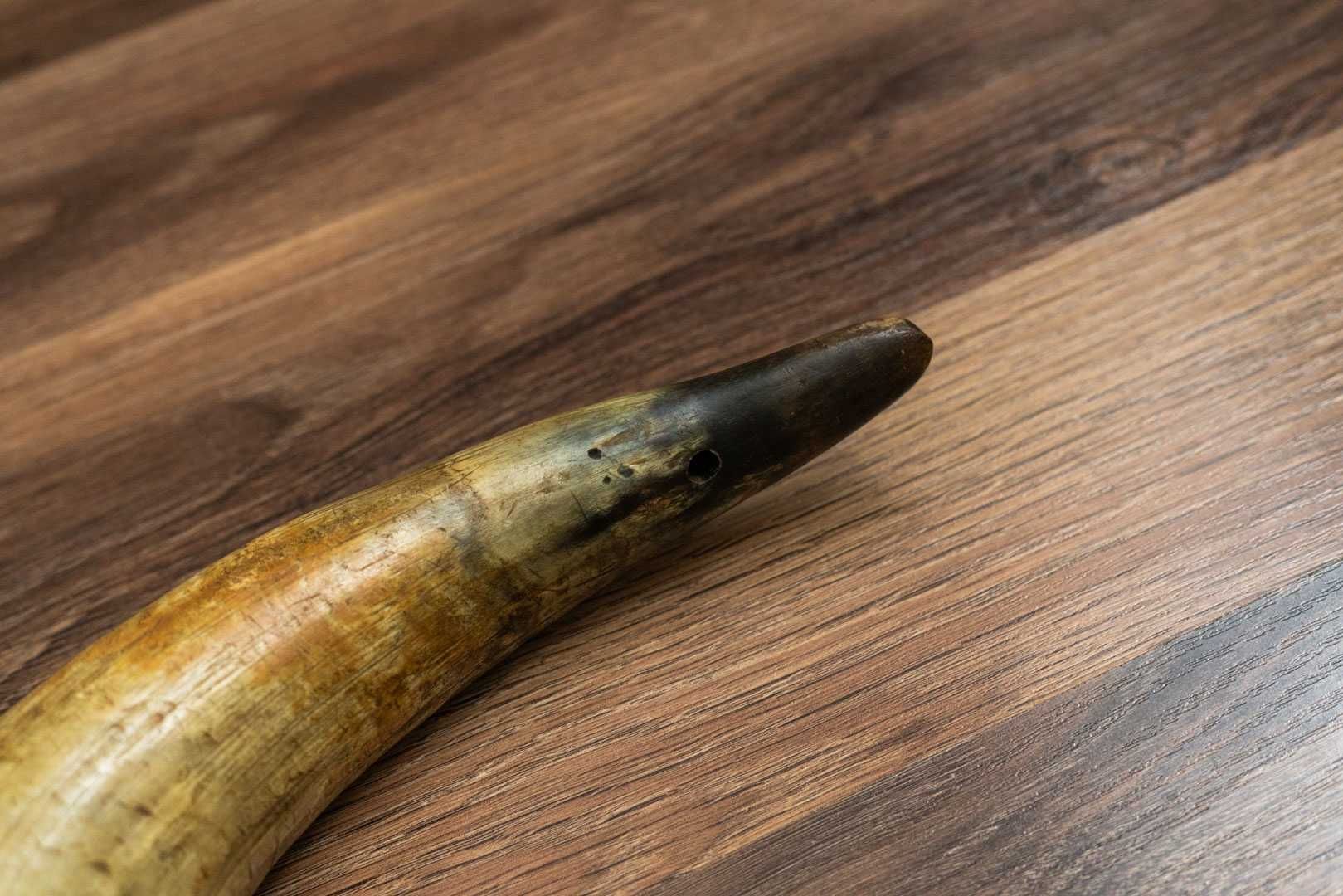 Róg krowy długość 38 cm