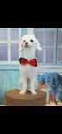 Caniche macho para acasalar