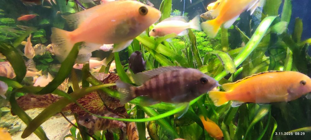 Alunocara calico i firefish