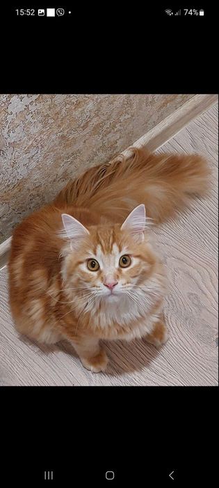 Мейн кун.Мейнкунята дівчата