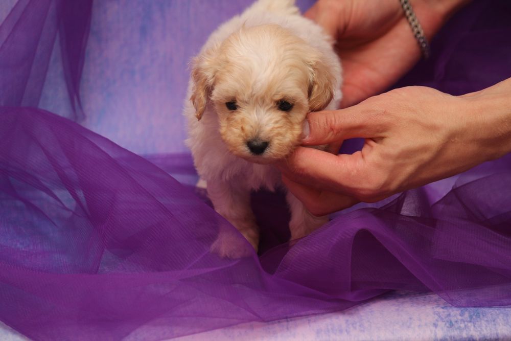 Мальтипу  Ф1 и Ф2 ,на дорогую подушку